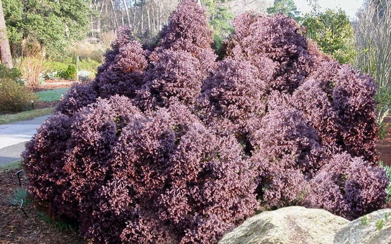 Heatherbun Atlantic White Cedar (Chamaecyparis Thyiodes) - 2 Gallon Pot - Image 5