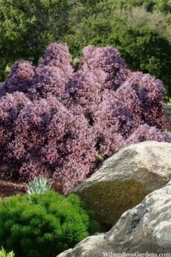 Heatherbun Atlantic White Cedar (Chamaecyparis Thyiodes) - 1 Gallon Pot