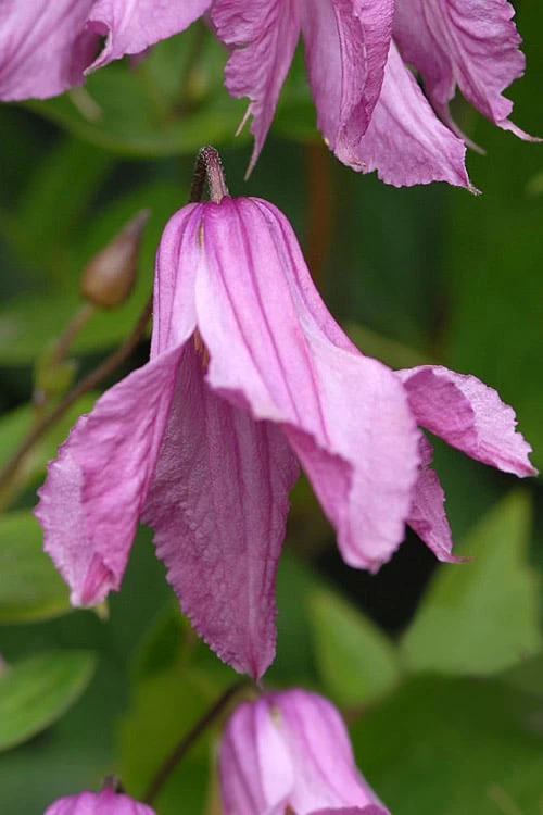Alionushka Clematis - 1 Gallon Pot - Image 5
