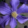 Durandii Clematis - 1 Gallon Pot