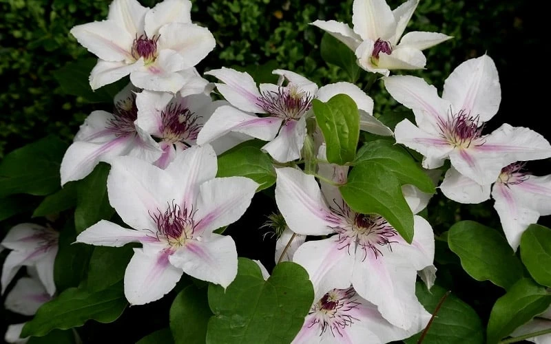 The Countess Of Wessex Clematis - 1 Gallon Pot - Image 4
