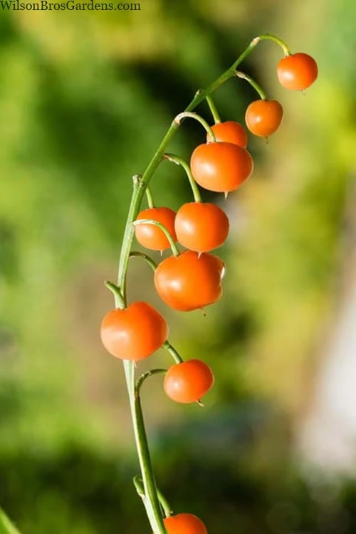Pink Lily Of The Valley (Convallaria Majalis 'Rosea') - 1 Gallon Pot - Image 5