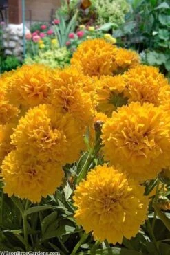 Solanna Golden Sphere Coreopsis - 5 Pack Of Quart Pots
