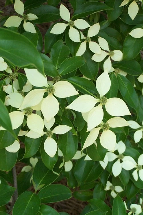 Bernice Evergreen Dogwood Tree (Cornus Angustata) - 2 Gallon Pot - Image 6