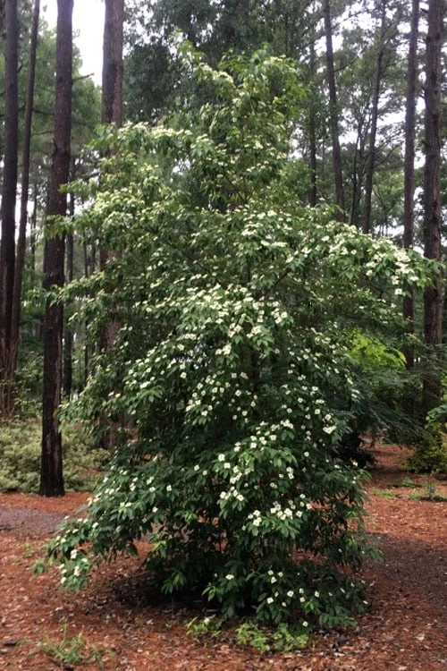 Bernice Evergreen Dogwood Tree (Cornus Angustata) - 2 Gallon Pot - Image 5