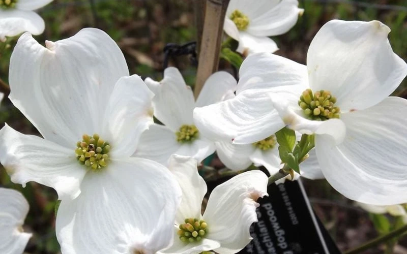 Jean's Appalachian Snow White Dogwood Tree - 5 Gallon Pot - Image 7