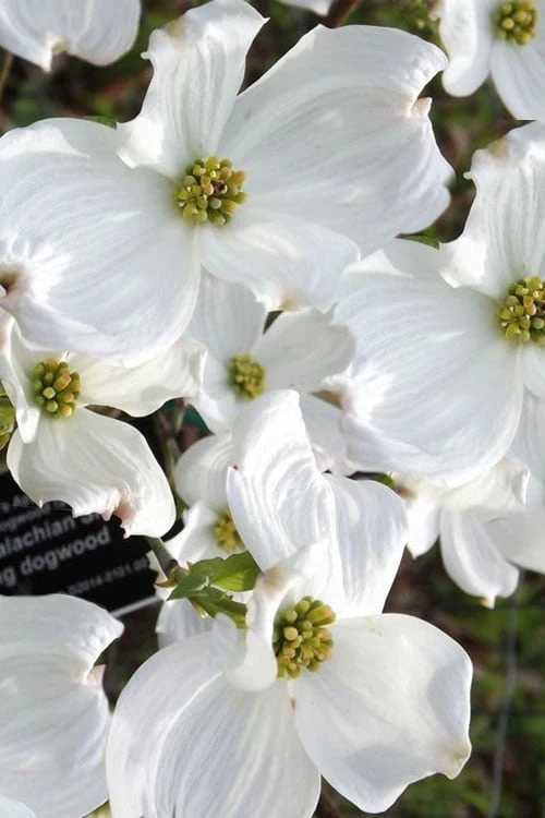 Jean's Appalachian Snow White Dogwood Tree - 5 Gallon Pot - Image 4