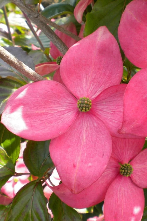 Pink Chinese Dogwood - Cornus Kousa 'Satomi' - 3 Gallon Pot - Image 5
