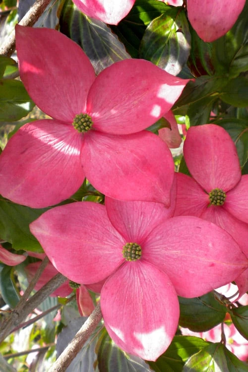 Pink Chinese Dogwood - Cornus Kousa 'Satomi' - 3 Gallon Pot