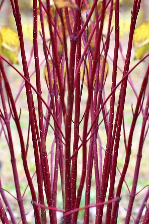 Red Osier Red Twig Dogwood (Cornus Sericea) - 2 Gallon Pot - Image 5