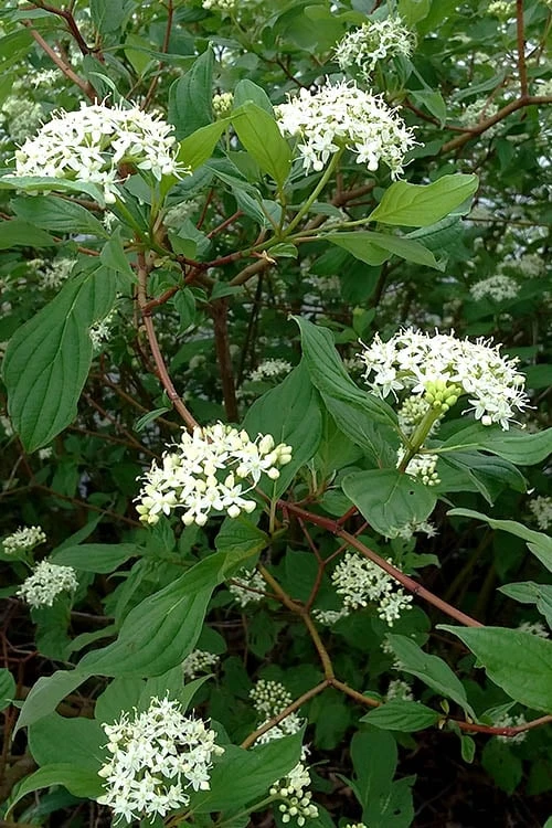 Red Osier Red Twig Dogwood (Cornus Sericea) - 2 Gallon Pot - Image 6