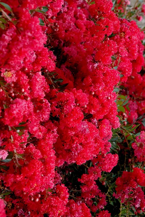 Cherry Dazzle Dwarf Crape Myrtle - 2 Gallon Pot - Image 7