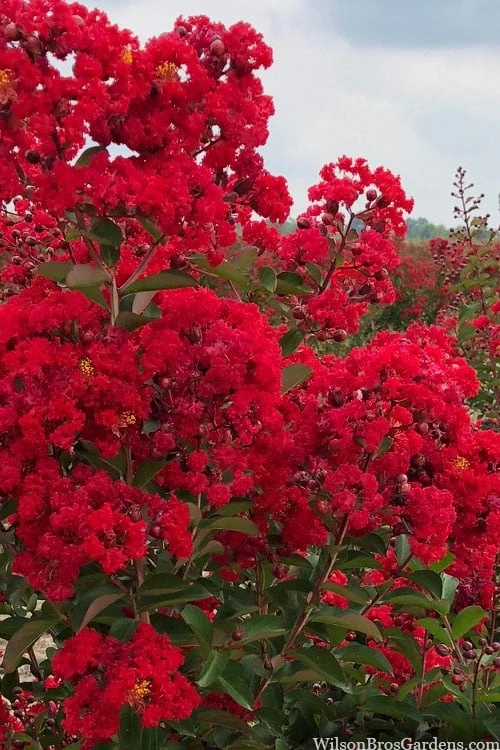 Miss Frances Red Crape Myrtle - 7 Gallon Pot (4-5') - Image 4