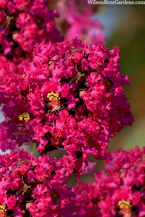 Princess Kylie Dwarf Crape Myrtle - 3 Gallon Pot
