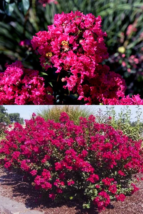 Princess Kylie Dwarf Crape Myrtle - 3 Gallon Pot - Image 4