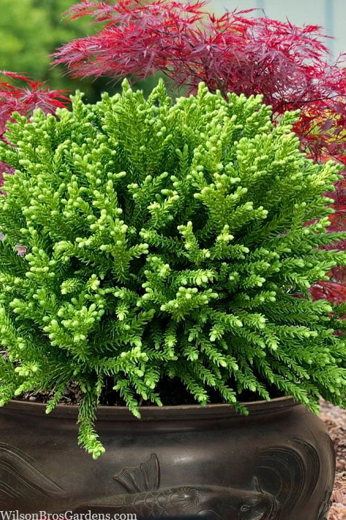 Dragon Prince Cryptomeria - 2 Gallon Pot - Image 5