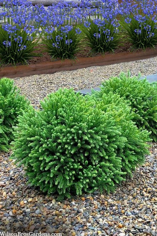 Dragon Prince Cryptomeria - 2 Gallon Pot - Image 4