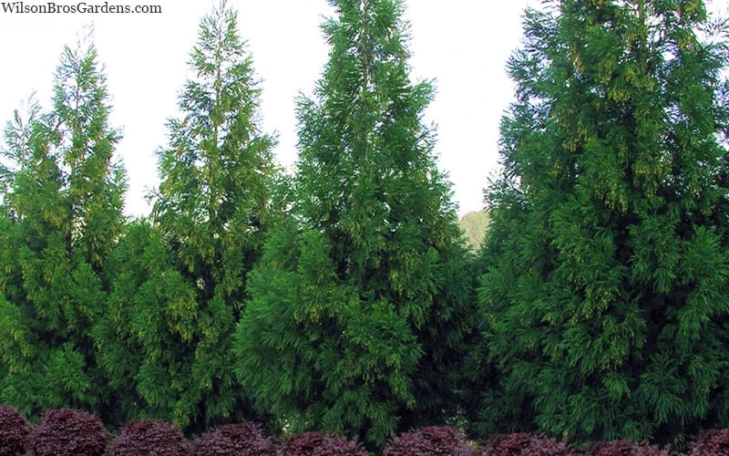 Radicans Cryptomeria (Japanese Cedar) - 7 Gallon Pot (4-5') - Image 4