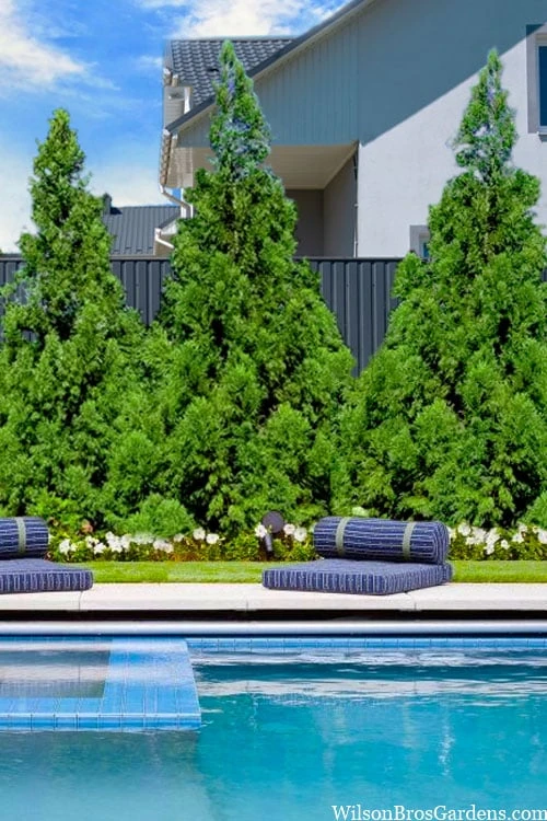 Radicans Cryptomeria (Japanese Cedar) - 3 Gallon Pot - Image 5