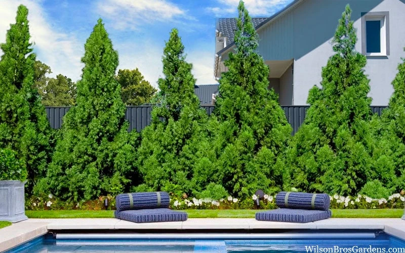 Radicans Cryptomeria (Japanese Cedar) - 3 Gallon Pot - Image 4