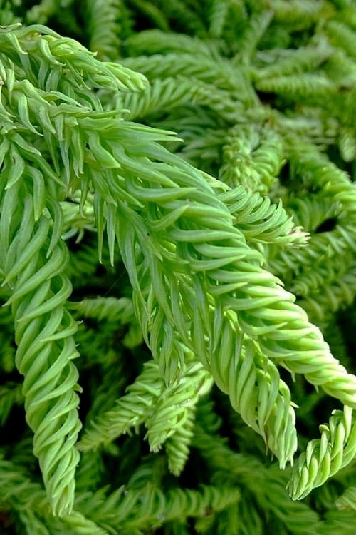 Spiralis Cryptomeria (Japanese Cedar) -2 Gallon Pot - Image 6