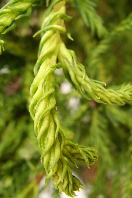 Spiraliter Falcata' Cryptomeria (Japanese Cedar) - 1 Gallon Pot - Image 5
