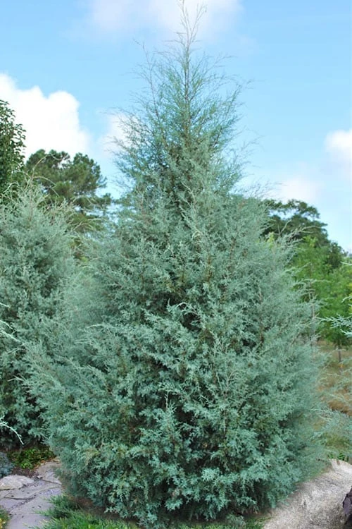 Carolina Sapphire Arizona Cypress - 7 Gallon Pot (3-4') - Image 7