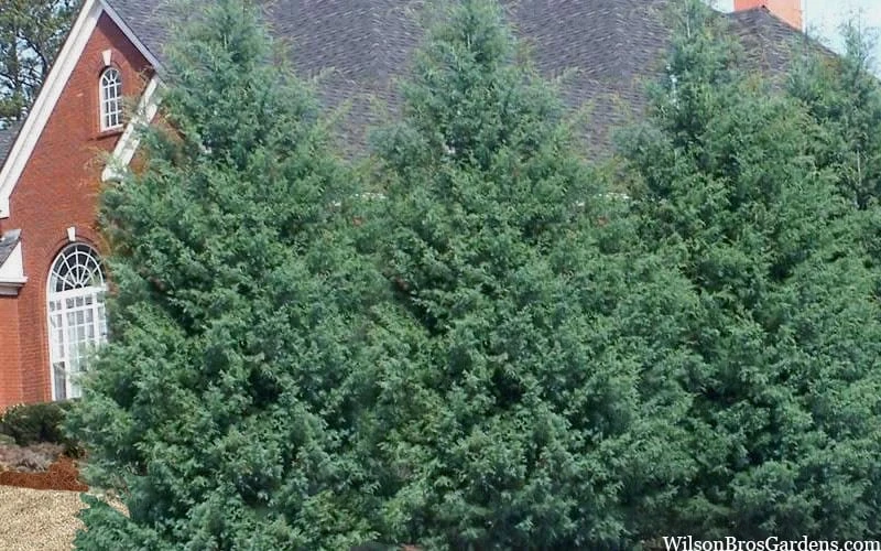 Carolina Sapphire Arizona Cypress - 7 Gallon Pot (3-4') - Image 6