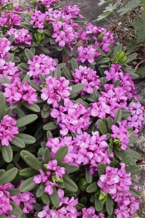 Lawrence Crocker Dwarf Daphne - 1 Gallon Pot - Image 4