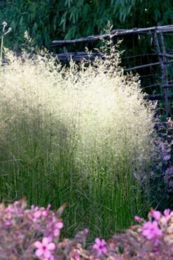 Tufted Hair Grass (Deschampsia Cespitosa) - 16 Pack Of 1 Gallon Pots