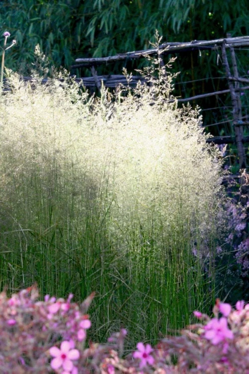 Tufted Hair Grass (Deschampsia Cespitosa) - 16 Pack Of 1 Gallon Pots