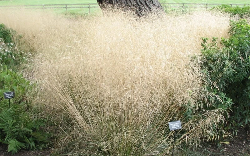 Tufted Hair Grass (Deschampsia Cespitosa) - 16 Pack Of 1 Gallon Pots - Image 9