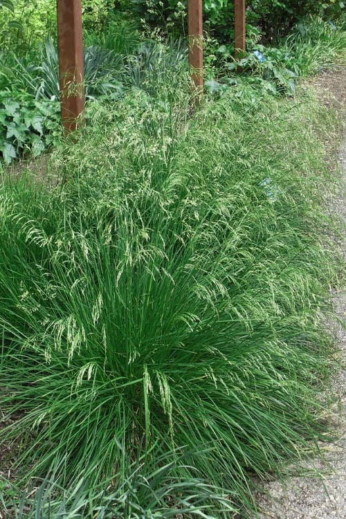 Tufted Hair Grass (Deschampsia Cespitosa) - 16 Pack Of 1 Gallon Pots - Image 10