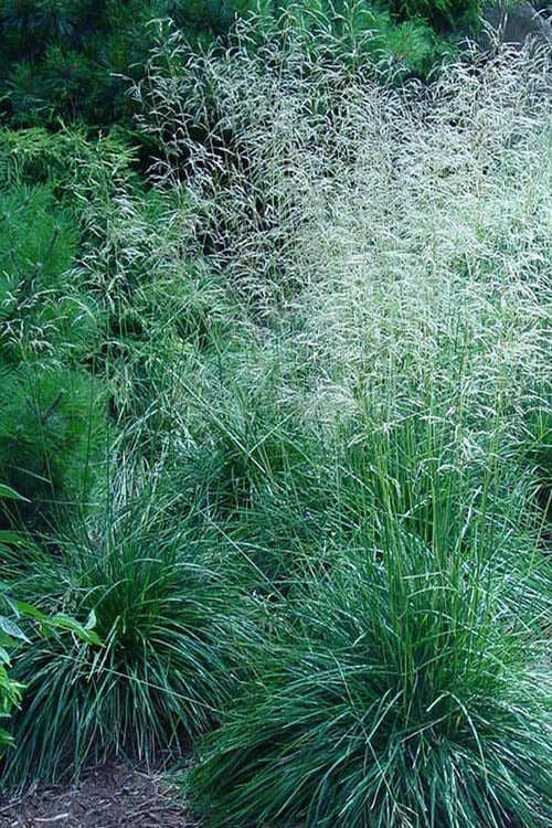 Tufted Hair Grass (Deschampsia Cespitosa) - 16 Pack Of 1 Gallon Pots - Image 7
