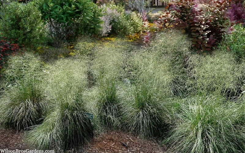 Tufted Hair Grass (Deschampsia Cespitosa) - 16 Pack Of 1 Gallon Pots - Image 8