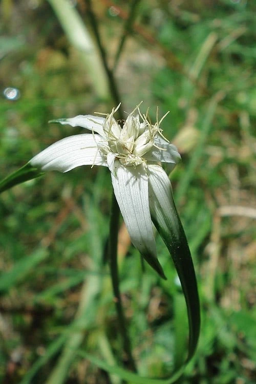 White Star Grass (Dichromena Latifolia) - 8 Pack Of 1 Gallon Pots - Image 8