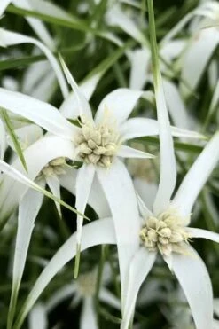 White Star Grass (Dichromena Latifolia) - 8 Pack Of 1 Gallon Pots