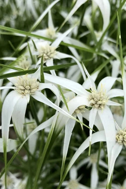 White Star Grass (Dichromena Latifolia) - 8 Pack Of 1 Gallon Pots - Image 5