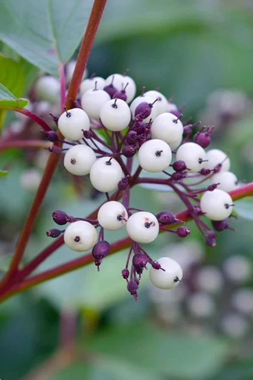 Red Osier Red Twig Dogwood (Cornus Sericea) - 2 Gallon Pot - Image 7