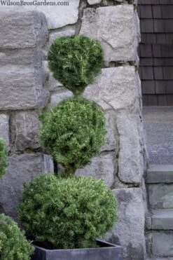 Poodle Tier Dwarf Alberta Spruce Topiary - 2 Gallon Pot