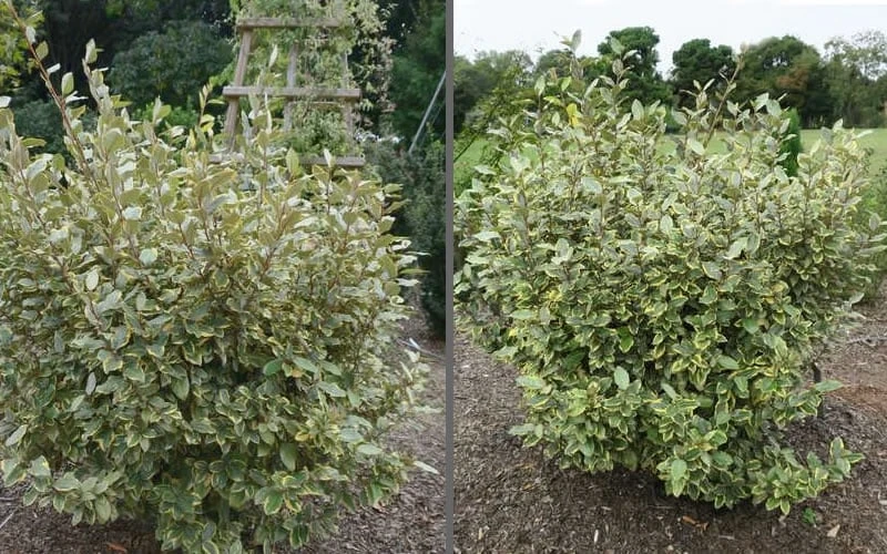 Olive Martini Elaeagnus - 2 Gallon Pot - Image 4