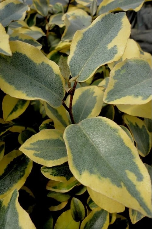 Olive Martini Elaeagnus - 2 Gallon Pot