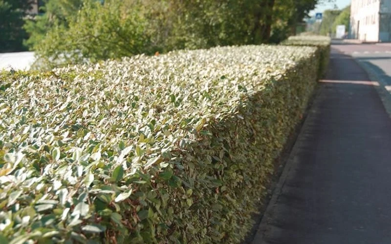 Olive Martini Elaeagnus - 2 Gallon Pot - Image 5