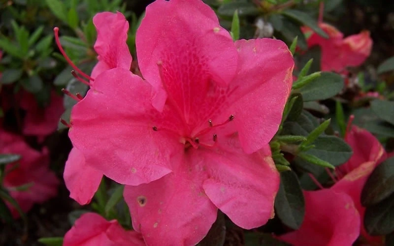 Autumn Carnival Encore Azalea - 3 Gallon Pot - Image 4