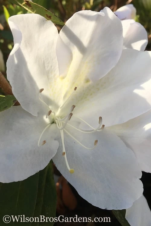 Autumn Lily Encore Azalea - 3 Gallon Pot