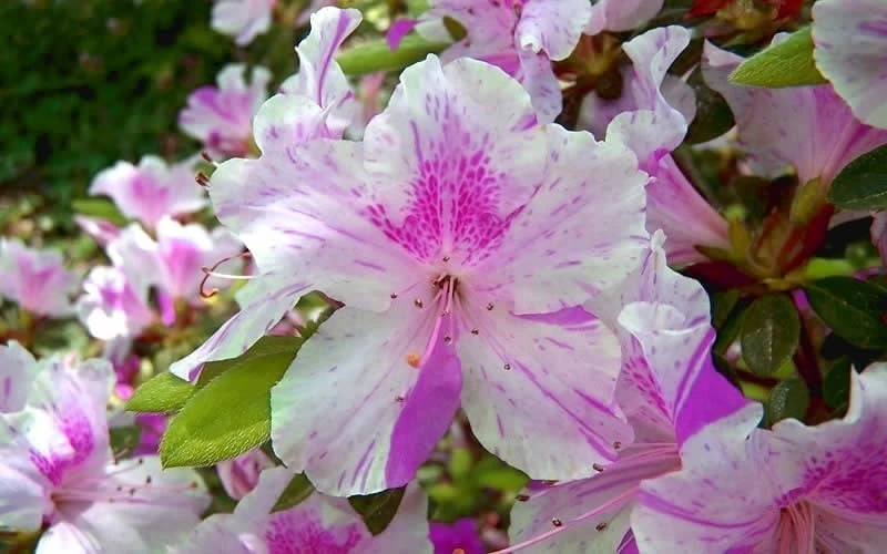 Autumn Twist Encore Azalea - 6 Pack Of 1 Gallon Pots - Image 4