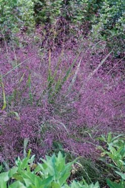 Purple Lovegrass - Eragrostis Spectabilis - 16 Pack Of 1 Gallon Pots