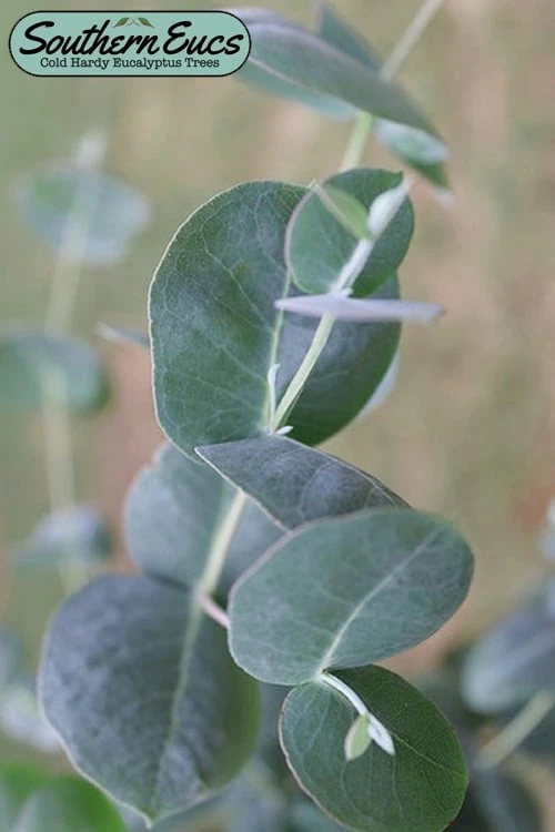 Big O Cold Hardy Eucalyptus Tree (Eucalyptus Neglecta) - 2 Gallon Pot