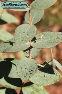 Cab Sav Cold Hardy Eucalyptus Tree (Eucalyptus Rubida) - 3 Gallon Pot