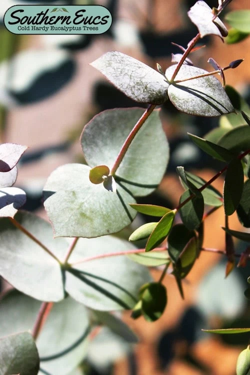 Maggie Cold Hardy Eucalyptus Tree (Eucalyptus Nova Anglica) - 3 Quart Pot